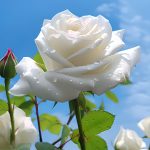 admin的头像-政达科技